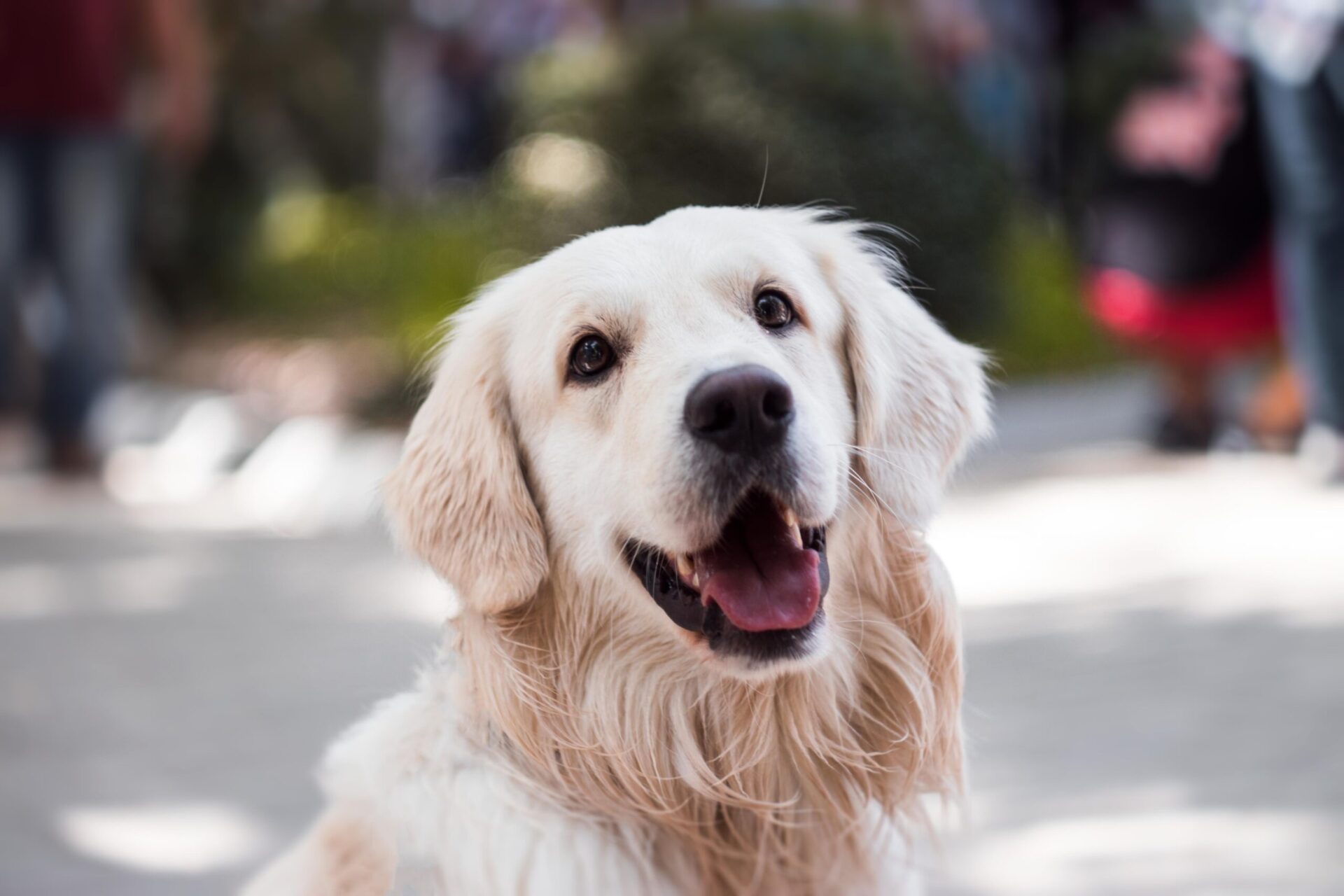 Guide to DogFriendly Places in RVA NCJ Real Estate